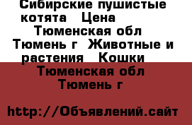 Сибирские пушистые котята › Цена ­ 3 000 - Тюменская обл., Тюмень г. Животные и растения » Кошки   . Тюменская обл.,Тюмень г.